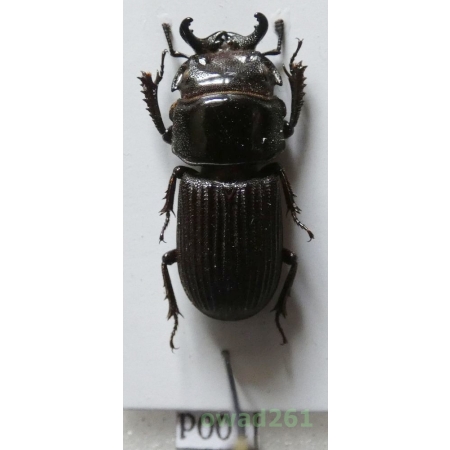 Nigidius sp. 19mm Philippines100d